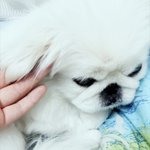 [진짜귀여움] <b>새</b><b>볃</b>이니깐 우리강아지보고가라