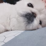 강아지쓰니인데 세상이 <b>햇살</b>이를 모르는게 안타깝다