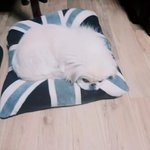 [<b>햇살</b>이] 우리강아지홍보나옴