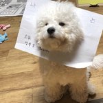 예쁜애들아 너넨 이런애 어떰?ㅠㅠㅠ