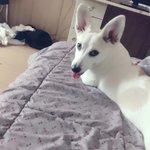 [댓글부탁해] 이거 <b>웰시</b>코기 맞나여 ?