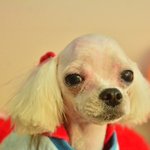 <b>토리</b>/말티즈/남아(중성화완료)/3살/2kg  *<b>토리</b>는 애교가 많은...
