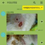 [고양이] 임시보호-서울/수컷냥)다친 애교냥이 도와주세요!!ㅜㅜ