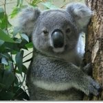 [EXO] 나 <b>코알라</b>상임