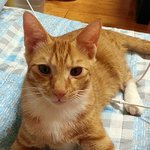 [다묘] [다묘 세번째]나는야 귀여운 민폐고양이 <b>구미</b>!