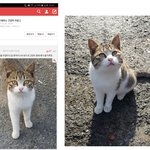 [길고양이] 베플 됐길래 고양이 사진 더 남겨요^^;