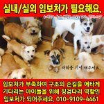 임보처가되어주세요