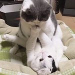 너네 크리스마스때 뭐할<b>거양</b>