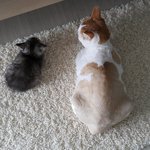 [고양이] 따라<b>쟁이</b> 두냥이들이에요^^