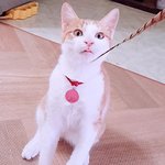 [고양이] 개냥이 <b>꿍이</b> 왔어요~