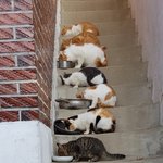 [드루와] 얘두라 크림파스타 <b>재료</b> 얼마냐