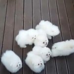 <b>솜뭉치들</b> 귀엽지(인형아님)