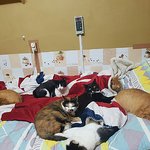 [다묘] [다묘 네번째]오늘 날도 추운데 똘똘 뭉친 바글바글 냥이들...