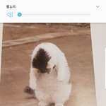<b>조폭</b>냥이 ㅋ