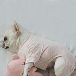 [댓글부탁해] 뚱뚱할거같은애 이름 골라줘