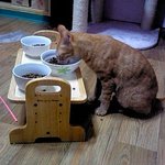 [다묘] [다묘 <b>다섯</b>번째]식사사진으로 보는 10묘 역사!!