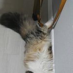 먼치킨 시크도도 <b>내새</b>꾸...