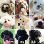 [EXO] 엑소의 <b>반려견이</b> 되고싶다