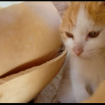 어느날 집사로 간택받은 우리집