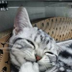 민디야 보고<b>시펑</b>~