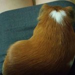 [기니<b>피그</b>] 우리 예삐 볼래?