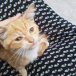 [다묘] [다묘 여섯번째]10묘의 <b>역변</b>?정변? 변화된 모습이에요.