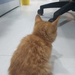 [길고양이] 새끼 길냥이 <b>집사</b>가되려합니다