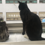 [크림쿠림] 뚱보크림이쑥쑥성장중[2]