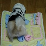 [강아지] 오늘 강아지 <b>노즈</b>워크 담요 사줫다 ㅎㅎ