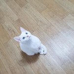[길고양이] 너무 이쁜 <b>하양</b>이를 임보중입니다~ 한번씩 봐주세요~~^^