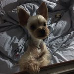 [강아지] 자투리 <b>원단</b>으로 만든 노즈워크 매트