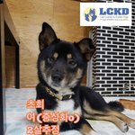 [강아지] 마산보호소 안락사에서 살았어요