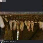 [아래인스타펌글/무한공유] 강아지, 고양이 공장의 아픔을 막아야...