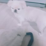 [<b>햇살</b>이] 우리강아지볼래?페키니즈임