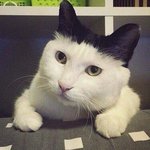 백인중에 <b>무쌍</b> 백인있음?
