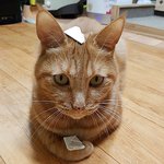 [다묘] [다묘 일곱번째]멍 때리는 게 아니고 우주의 소리를 듣고...