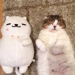 컵케이크 먹고싶다