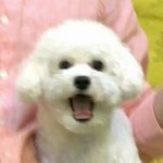 드림너무기분<b>조흔</b>꾸움