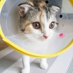 [고양이] [#04]출근하는고양이일상네번째