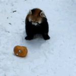 [댓글부탁해] 얘들아아 <b>쫄병스낵</b>