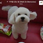 [EXO] 깨톡 <b>배사</b> 비비에다가 배경 음악 기걷밤인데