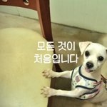 <b>밀크</b>/말티즈/여아/4살/3.5kg  강아지공장에서 구조된 <b>밀크</b>