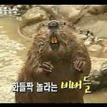 머리아플때 <b>눈알</b> 왜 아픈거임