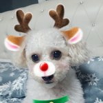 [드루와] ㅁㅊ 우리<b>집개</b> 스노우 인식된다ㅋㅋㅋㅋㅋㅋ