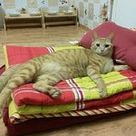 [다묘] [다묘 여덟번째]내 <b>뱃살</b>은 트렌드라고!! 내 사진을 짤로...