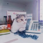 [고양이] [#05]출근하는고양이일상다섯번째