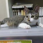 [고양이] 귀가 쫑긋 애교많은 <b>미묘</b> 쫑이에요(추가)