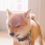 [댓글부탁해] 노베 영어<b>문법</b> 공부 조언해줘ㅠㅜ!!!