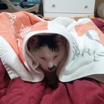 [다묘] [다묘 아홉번째]몸에 그저 걸쳤을 뿐인데 패션이 되었네...