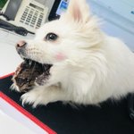 [고양이] [#06]출근하는고양이와댕댕이일상여섯번째